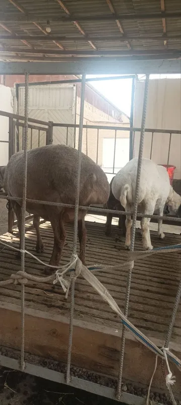 Ona bola qoʻy sotiladi