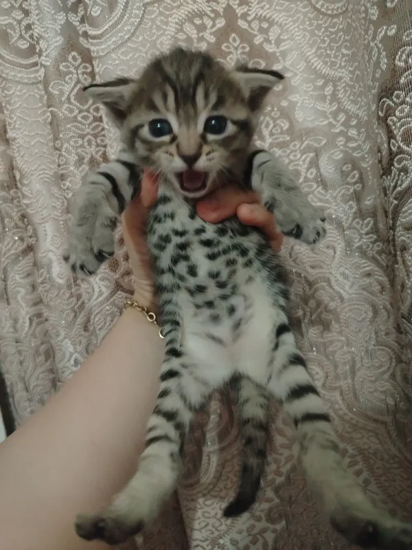 Продаётся кошка с котятами 7 Продаётся кошка с котятами 7