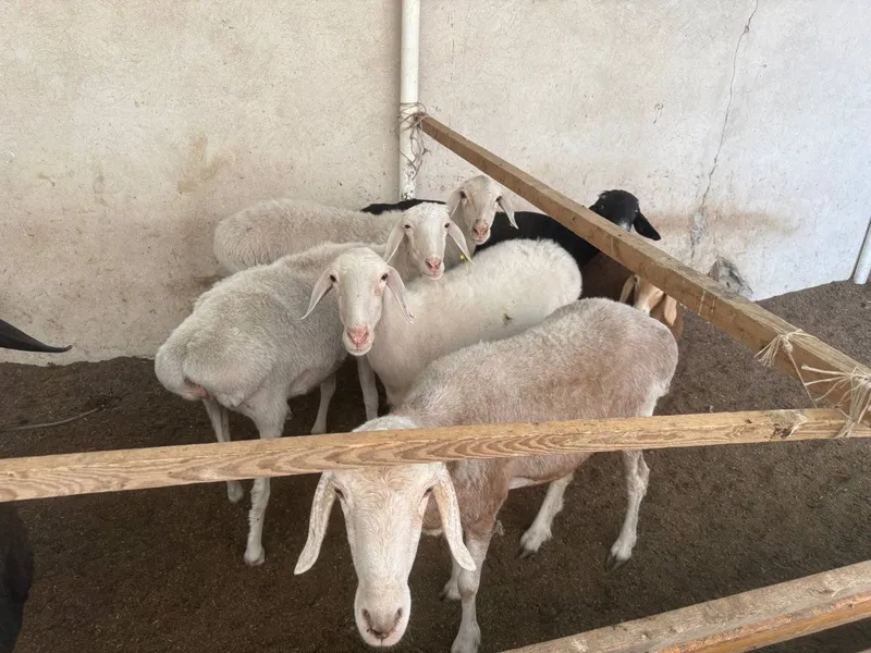 Assalomu aleykum qôchqor va qôylar sotiladi