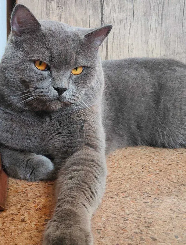 Красивые котята в добрые руки 2 Красивые котята в добрые руки 2
