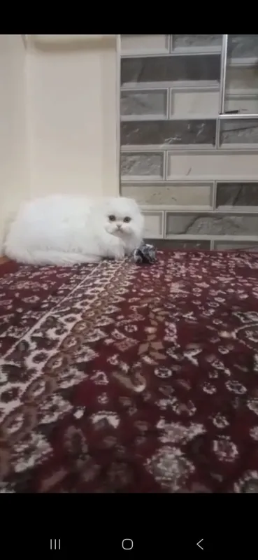 sqottish fold
