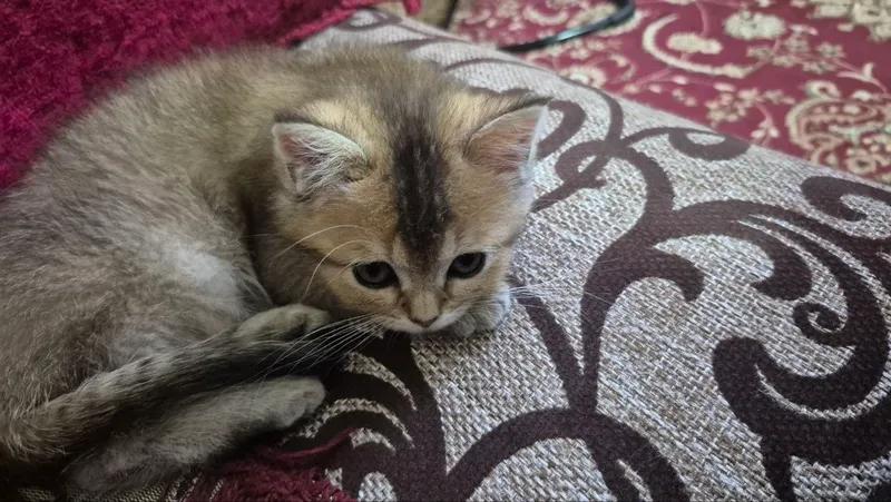 mushuklar sotiladi