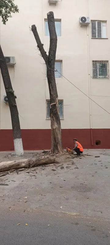 Дархларни аралаемиз
