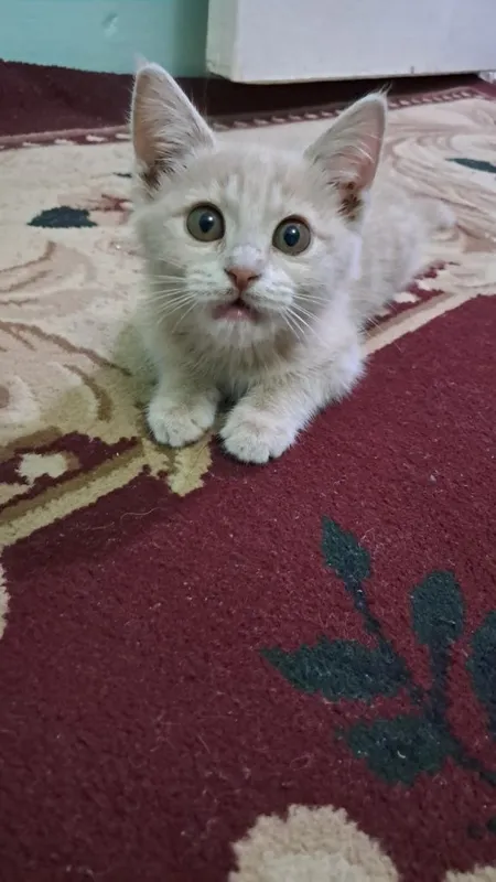 Oylik ayol muwuk uyda piwgan ovqatni yeydi 1 Oylik ayol muwuk uyda piwgan ovqatni yeydi 1