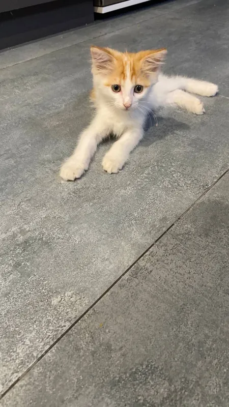 Маленького котёнка отдадим бесплатно 2 Маленького котёнка отдадим бесплатно 2