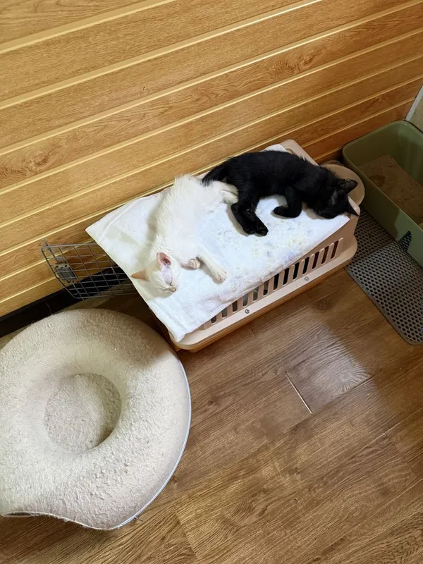 Котята около 2,5 месяцев — фото 2