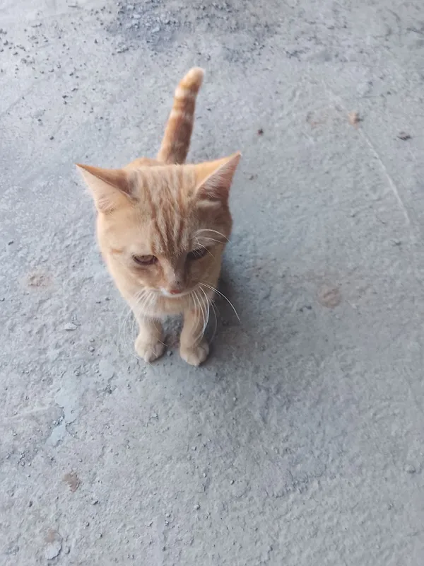 MUSHUK SOTILADI.ISMI VASKA.JUDA OZODA VA AQILLIY 5