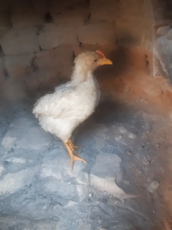 Uyda boqilgan juja 3 Uyda boqilgan juja 3
