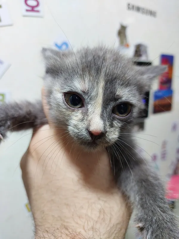 Отдаю кота очень хороший 1 Отдаю кота очень хороший 1