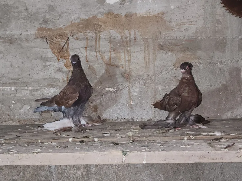 Продаются голуби 3