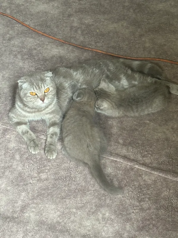 Котята — фото 1