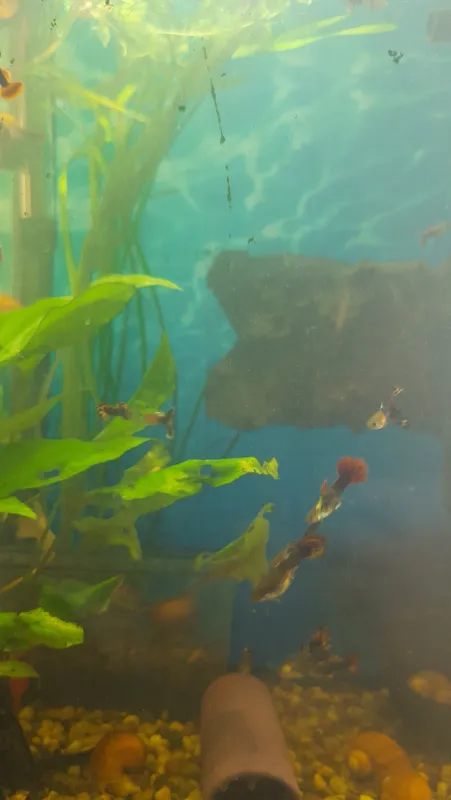 Akvarium guppi baliqlari 2 Akvarium guppi baliqlari 2
