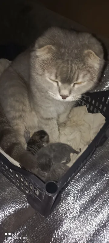 mushuk sotiladi shodlandiya frodi 4ta bolasi bor