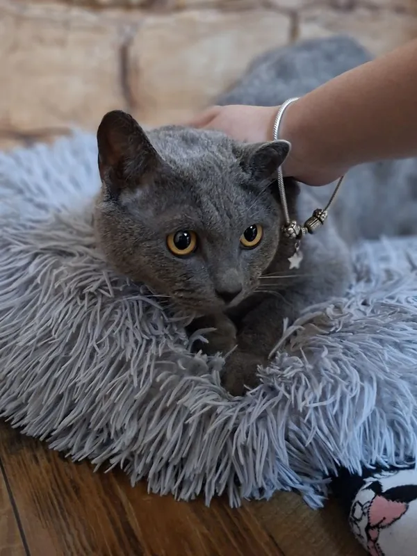 Котик в добрые ручки