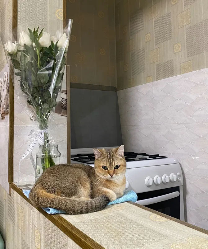 Кошка золотая шиншилла (стерилизована) — фото 5
