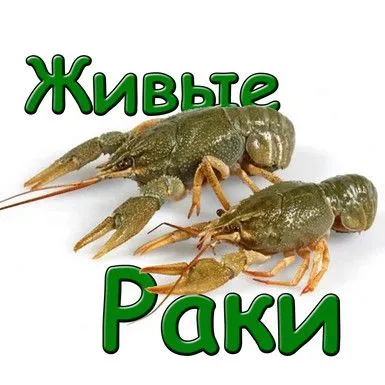 раки живые