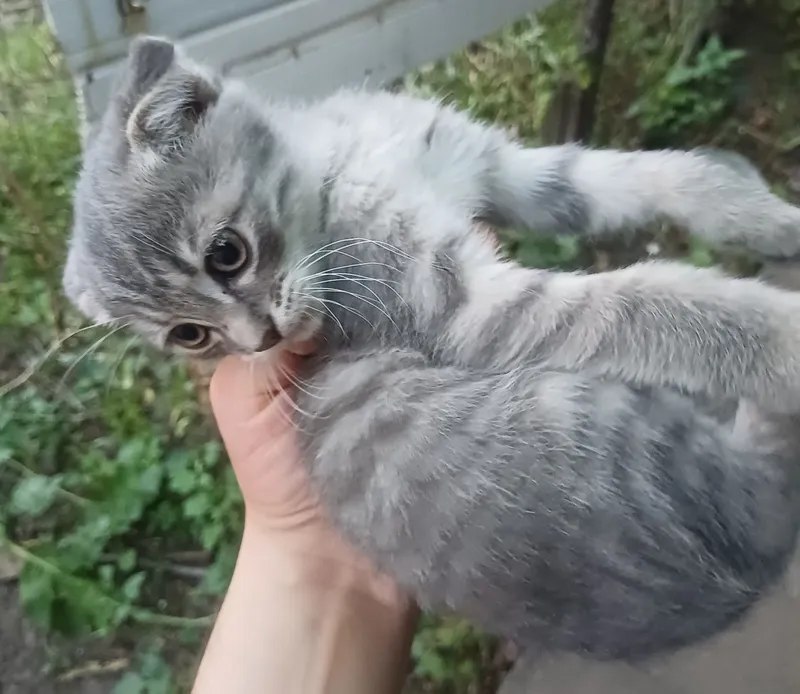 Мушукча/ котейка 1