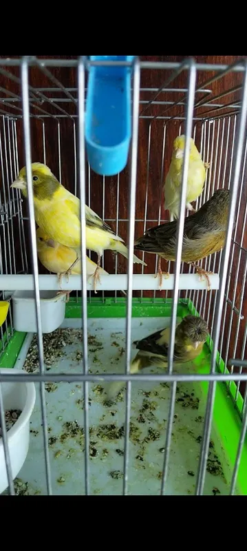 Kanareka sotiladi
