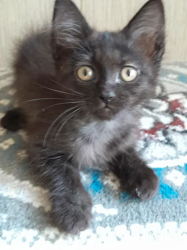 Котёнок 1,5 месяца.Бесплатно. 1 Котёнок 1,5 месяца.Бесплатно. 1