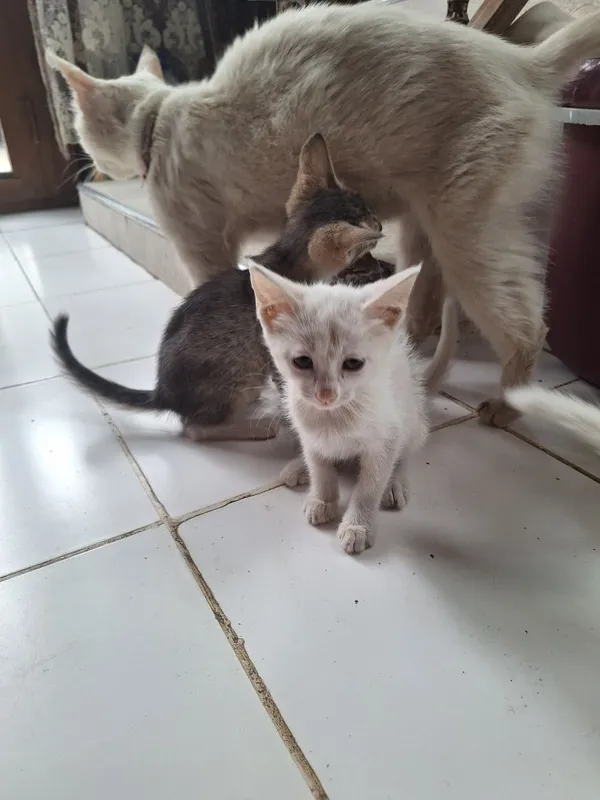 Uy mushuk hadyaga beriladi 2