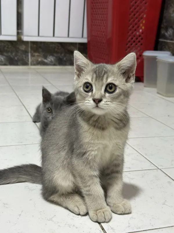 Скотиш Страйт шотланский 2 Скотиш Страйт шотланский 2
