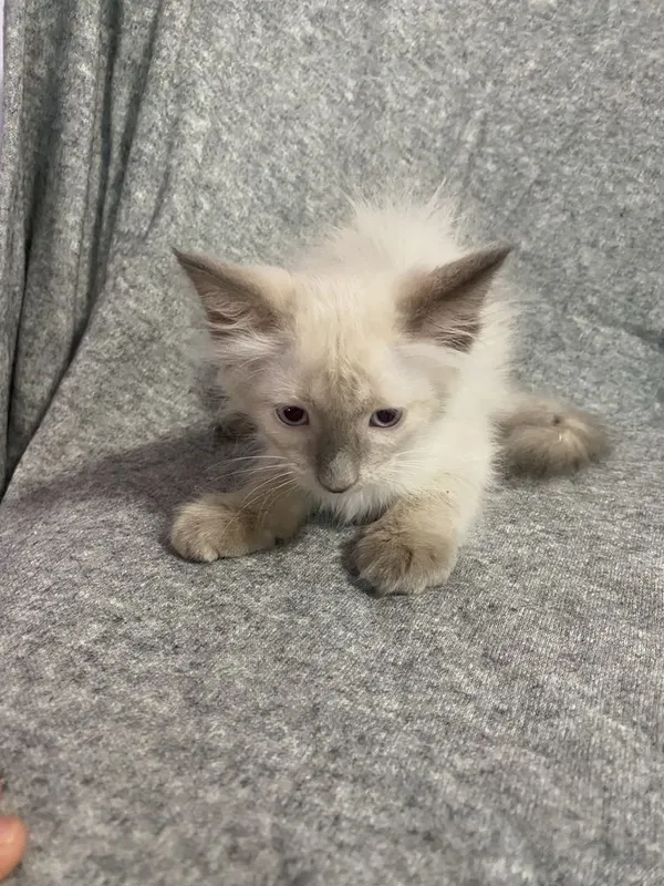 Котята Невская Маскарадная 2 Котята Невская Маскарадная 2