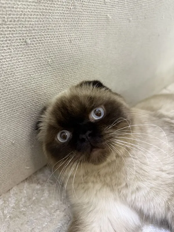 Кот на вязка Скоттиш фолд бесплатно — фото 2 Кот на вязка Скоттиш фолд бесплатно — фото 2