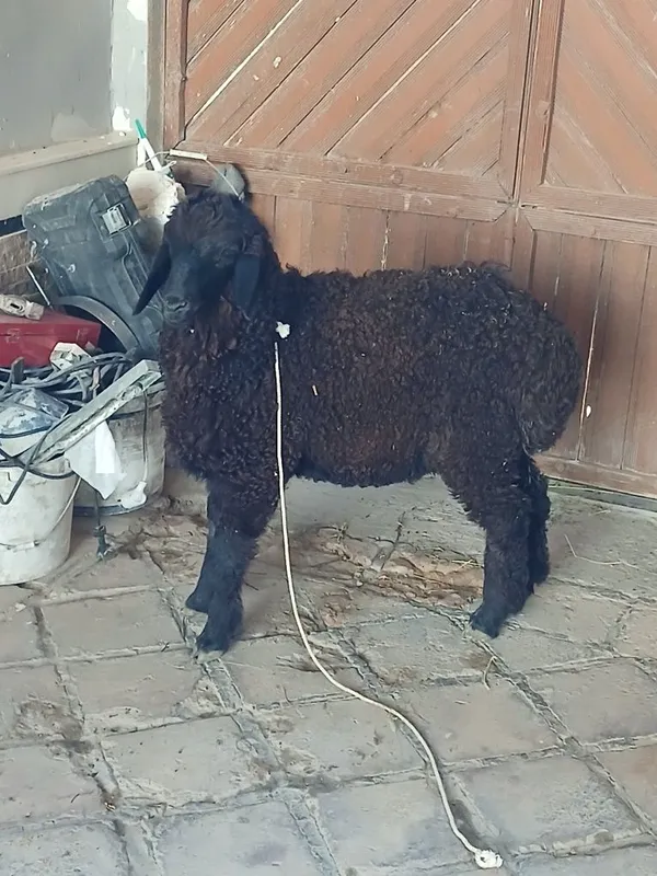 Duraga tagalcha sotiladi