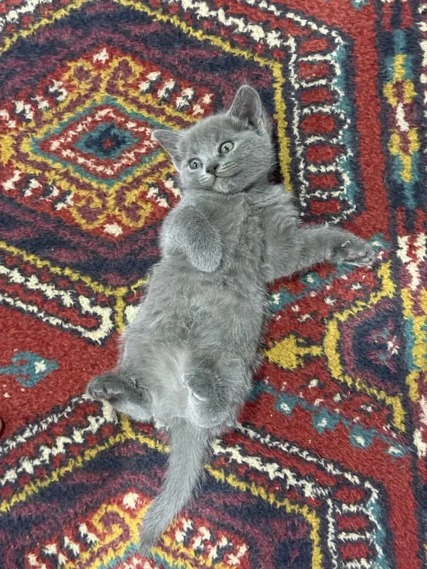 Продаются котята — фото 1