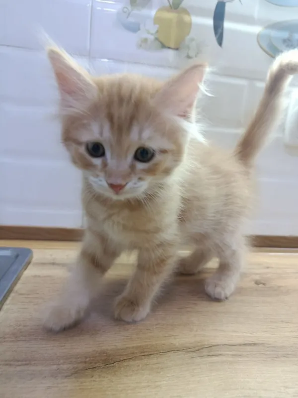 Котята 2 месяца. Домашние