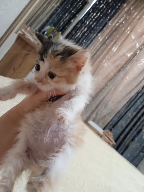 mushukcha