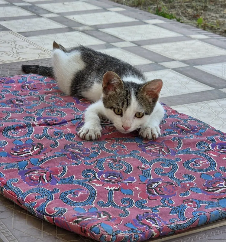 7 котят и 1 мама 1
