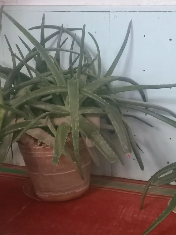 Aloe vera foydali tez sotiladi narxi kelishiladi.Uy sharoitida — фото 2