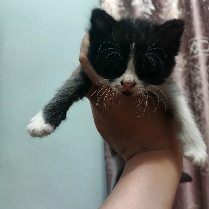 Котята Бесплатно. 3 Котята Бесплатно. 3