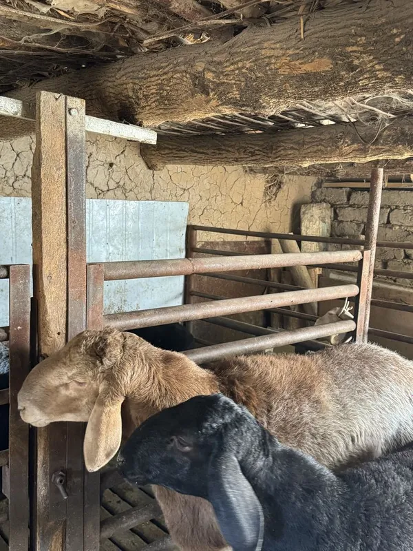 Zotdor qoylar qurbonlik uchun zot olish ucun sotiladi куй — фото 1