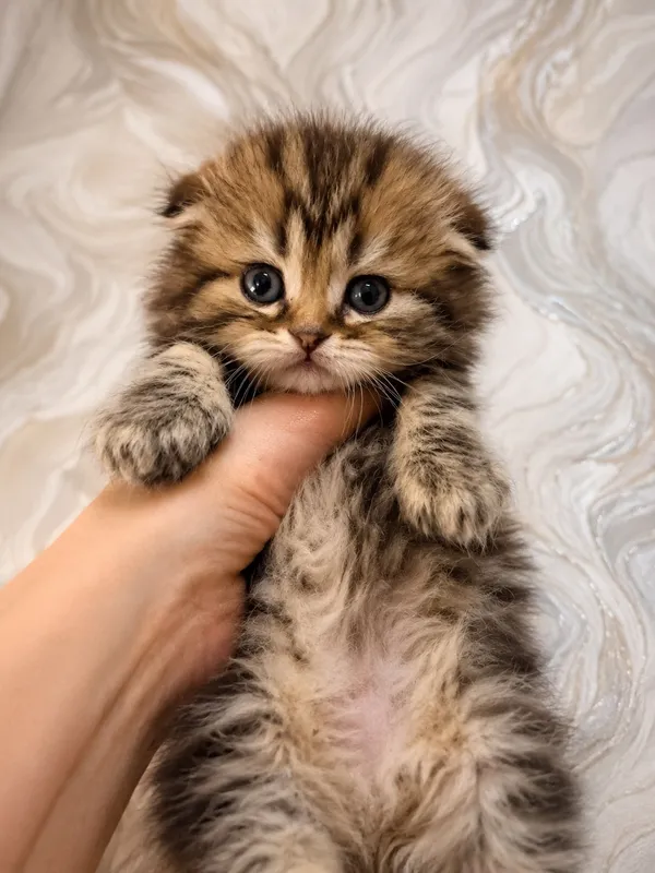 Котята Скотиш Фолд — фото 6