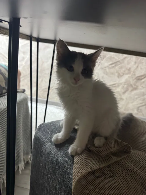 Котята домашние маленькие