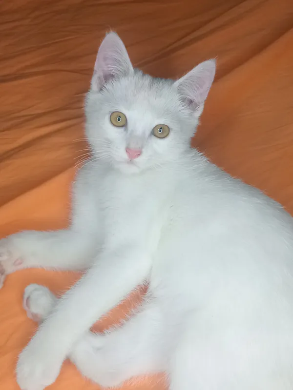 Кошка 1 Кошка 1
