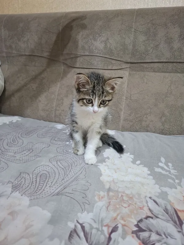 Кошка маленькая девочка — фото 2 Кошка маленькая девочка — фото 2