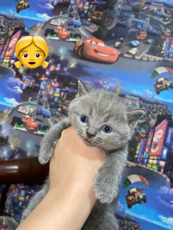 Шотладнские котята 3 Шотладнские котята 3