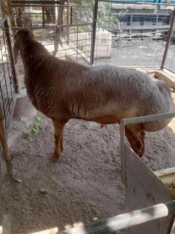 Arashan qochqor sotiladi 2
