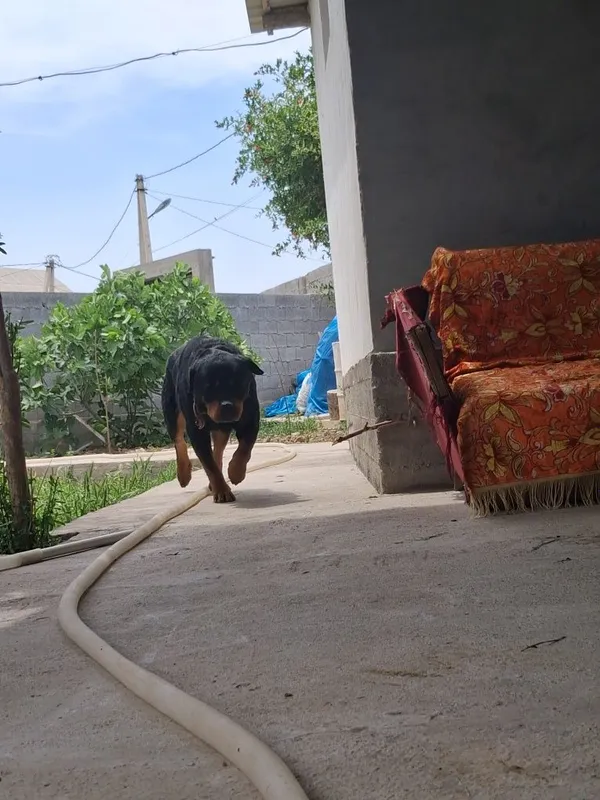 Toza qon itga garantyasi bor