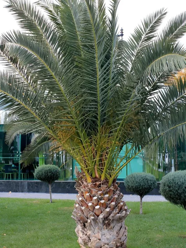 Kanar Palmasi "Luksor" urug‘i, 3 dona — фото 3