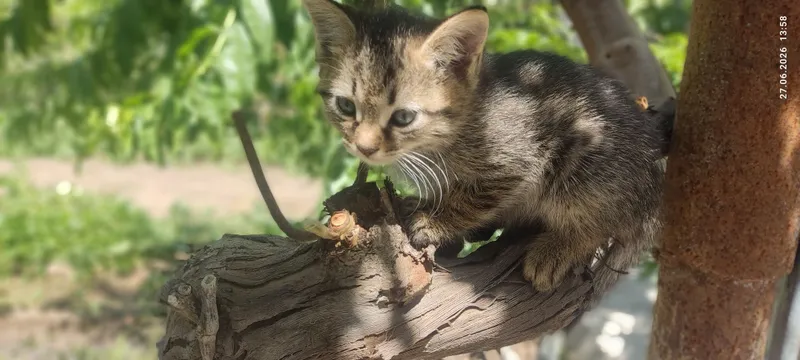 Продаются котята 2 Продаются котята 2