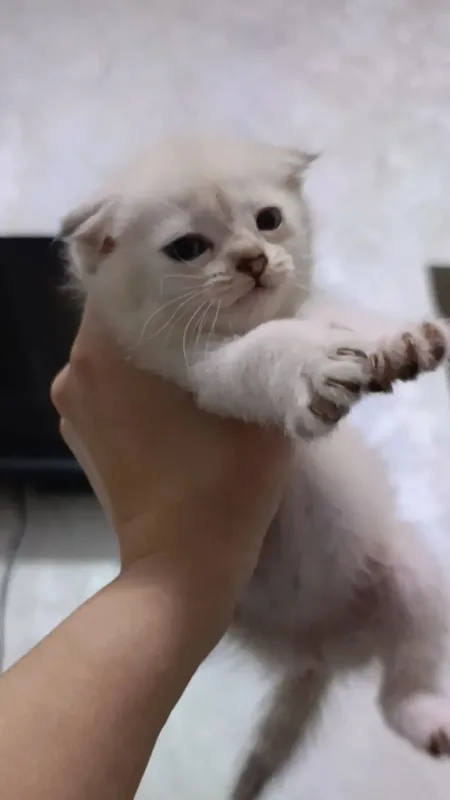 Scottish fold сотилади