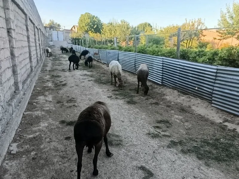 Qoy sotiladi solu 7 Qoy sotiladi solu 7