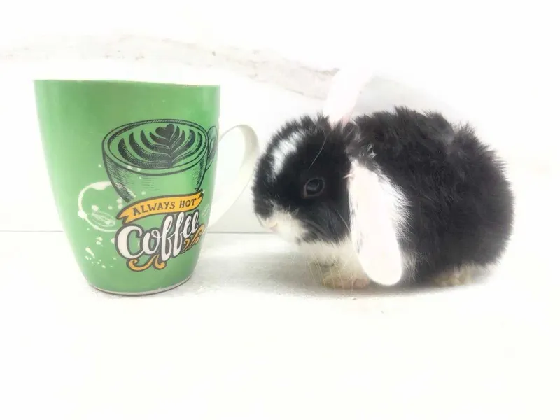 Mini Lop (Декоративный кролик) SPLIT — фото 2