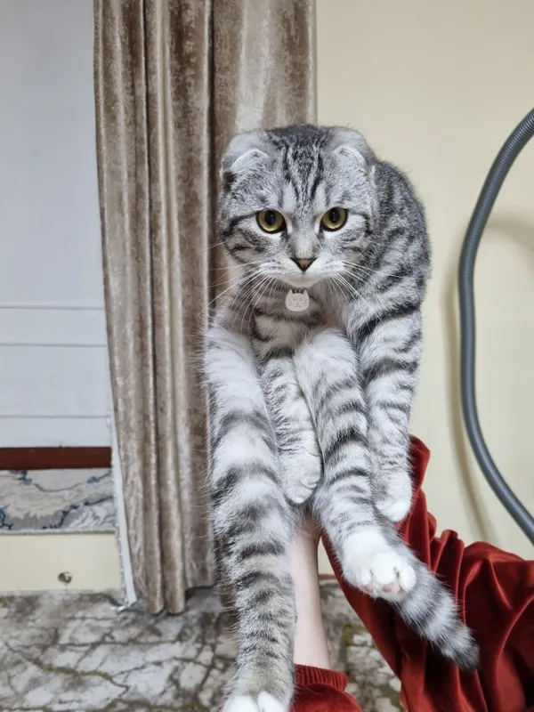 Mushuk (Scottish Fold) sotiladi — фото 4