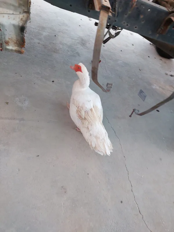 Indoutka bolalari bilan birga 2