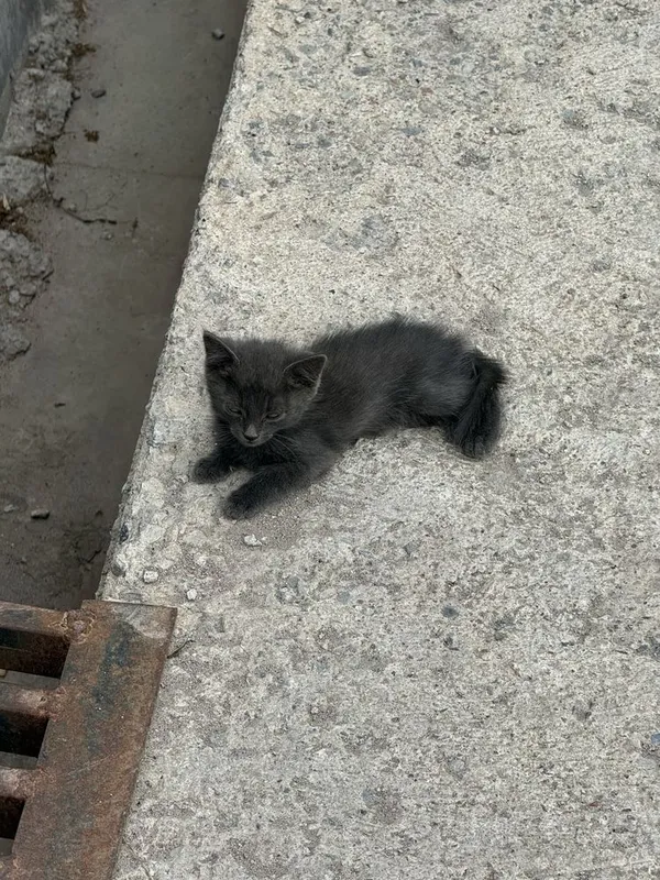 Отдам котят в хорошие руки